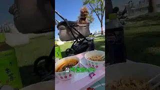 한강 가자! #외국인 #한강 #dog #korean