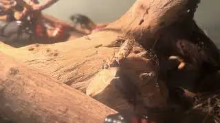 Roach molts with… minor mishap