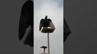 سيفيانوس سيدي حجاج عبد الرحمن           لابن وابوه يلعبان حركت بهلوانية