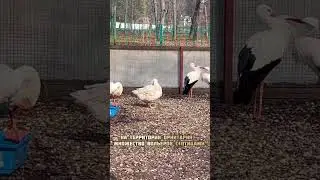 Орнитарий