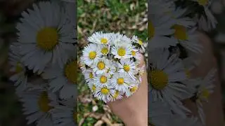 spring vibes 🧚&zwj;♀️✨️🌱#art #artinnature #spring #nature #natureartistry #naturelovers #springvibes