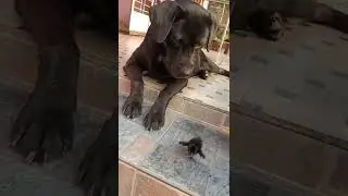 Laika with waterhen chick