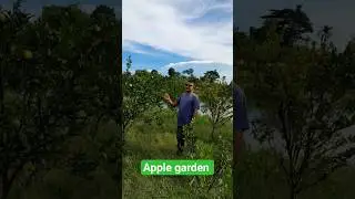 Apple garden Sylhet.#food #garden #bangladesh #apple