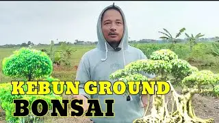 Petualang Bonsai !! Survei Kebun Ground Bonsai