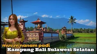 MUSIM NANAM TELAH TIBA,... SUASANA PERSAWAHAN WARGA BALI KAMPUNG HINDU DI SULAWESI SELATAN