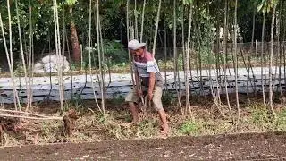 AMAZING RURAL FARMING: CASSAVA HARVESTED USING ONLY HANDS - Agriculture Farming