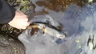 river lagan sea trout