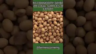 AGRO COMMODITY: SOYBEAN FOR LOCAL SUPPLIES OR EXPORT #commodity #soybean #soyabeans #export #food