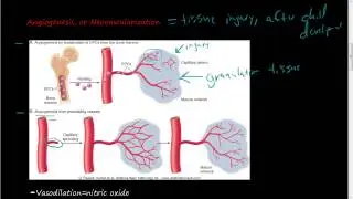 #39-Angiogenesis and Neovascularization, Step 1 of tissue repair