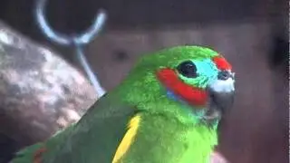 Double-Eyed Fig Parrot.