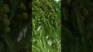 Gooseberry Harvesting. आंवला।#gardening #farming #gooseberry #khetibadi #plant #fruitplant #nursery