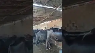 Livestock Cooling System (Dairy cooling System / Cow Cooling System)