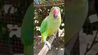Female parrot angry sound 🦜