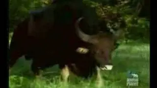 The Gaur
