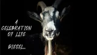 Celebration Of Life Diesel from Goats Of Anarchy