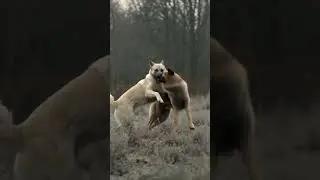 Kangal VS German Shepherd. #ai  #fight #viral #dog #kangal #gremanshepherd #animals
