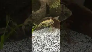#pufferfish #crossriver #aquarium #freshwateraquarium #photography #video #viralvideo #shorts #hobby