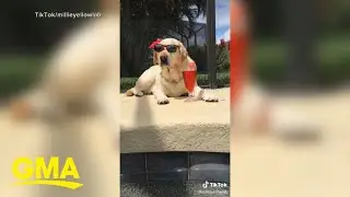 Safe summertime fun with fur babies
