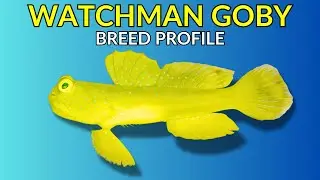Watchman Goby Care Guide | Tank Setup  Feeding  Breeding & Lifespan