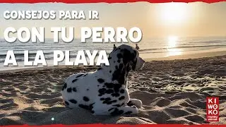 CONSEJOS para ir con tu PERRO a la PLAYA 🐶🌴【Todo los TIPS ✅ 】
