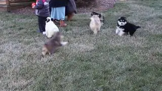 Pomsky Puppies For Sale