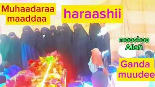 Maaddaa haraashii kutaa magaalaa maaya siitii gandda muudee 