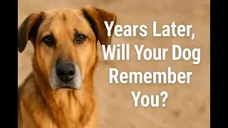 Can Dogs Remember Their Owners After Many Years?