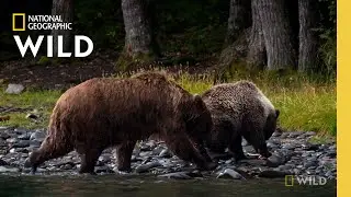 Wild Bears Catch Salmon | Alaska Animal Rescue