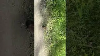 Woodcock #woodcock