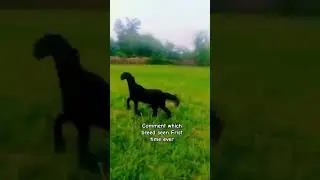 WORLD Rarest goat comment the breed #rare #shorts