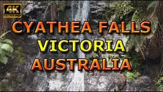Cyathea Falls Victoria Australia