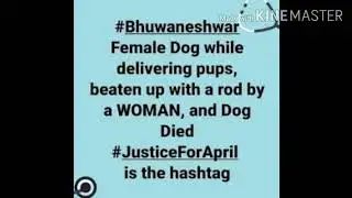 Bhuneshwar beaten dog case | #justiceforApril #standforanimals