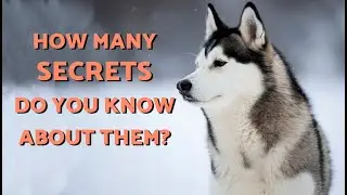You Won't Believe These 5 Secrets of the SIBERIAN HUSKY! 🐺❄️ | Why It's the Most Wintery Dog!