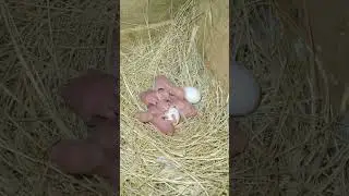 Fawn Java Chicks 🐣 || Living.Like.A.Bird