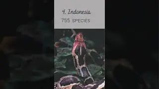 top 5 highest snake 🐍 population countries in the world 🌍🌏  🐍