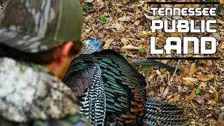 PUBLIC LAND Turkey Hunting In TENNESSEE! | Run & Gun |