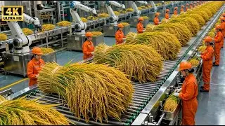 1,000,000 Puffs Per Day – The INSANE Speed of Modern Rice Cake Factory