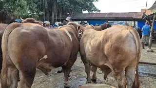 19.500🔥SAPI JUMBO NUMPUK GAK ADA YG BELI | Pasar Sapi Tuban
