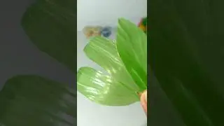 DIY Cara membuat daun dari sedotan plastik #bungadariplastik #diy #bunga #sedotanplastik #Tutorialdw