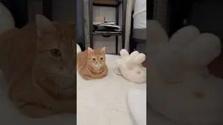 Why cats are loafing #catloaf #loaf #loafcheck #cats