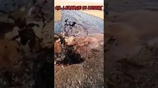 crude oil leakage #oil #rigsindustry #hse #environmenta #viral #dancehall #music