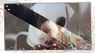 1 m&ecirc;s dos filhote de pitbull meggie  e Ruck💓