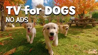 DOG TV: Ultimate Separation Anxiety Relief Music for Dogs to Watch | Relaxing TV | Calm Dog TV