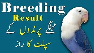 how to get expensive lovebirds breed from cheap lovebirds - Video No 561