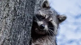Wildlife of East London - Original Short Film