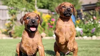 Rhodesian Ridgeback Puppies Being Adorably Brave for the First Time !