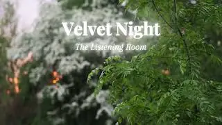 The Listening Room | Pine Wind & Evening Forest Ambience for Sleep and Calm