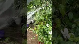 beautiful white hibiscus and shower #closetonature #shortsviral #terracegardening #viral #shorts