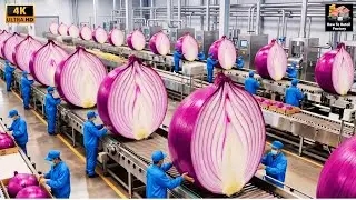 Inside America&rsquo;s Biggest Onion Factory: From Raw Onions to Premium Powder (Complete Process)