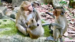 Oh Ho! Sweet Pea Lose His Fighting And Run So Fast|Two Monkeys Wrestles Sweet Pea.